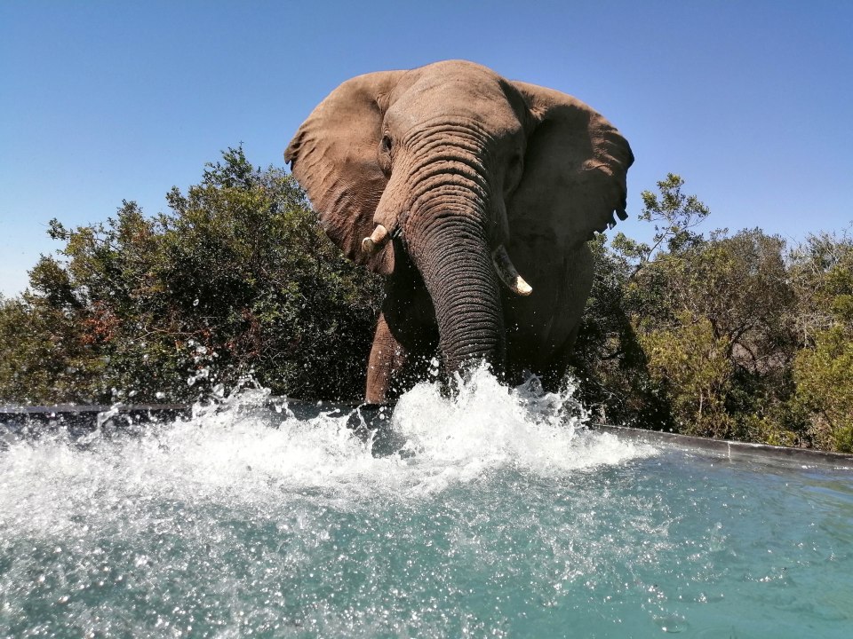 The jaw-dropping snaps were taken by Paul Andrew Schofield, 34, at the Bukela Game lodge on the Amakhala Game Reserve, South Africa