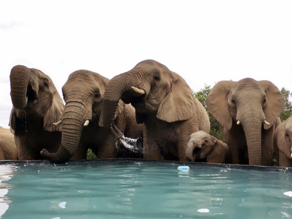 The elephants are spotted at the lodge every three to four days, enjoying their fill of water from the pool