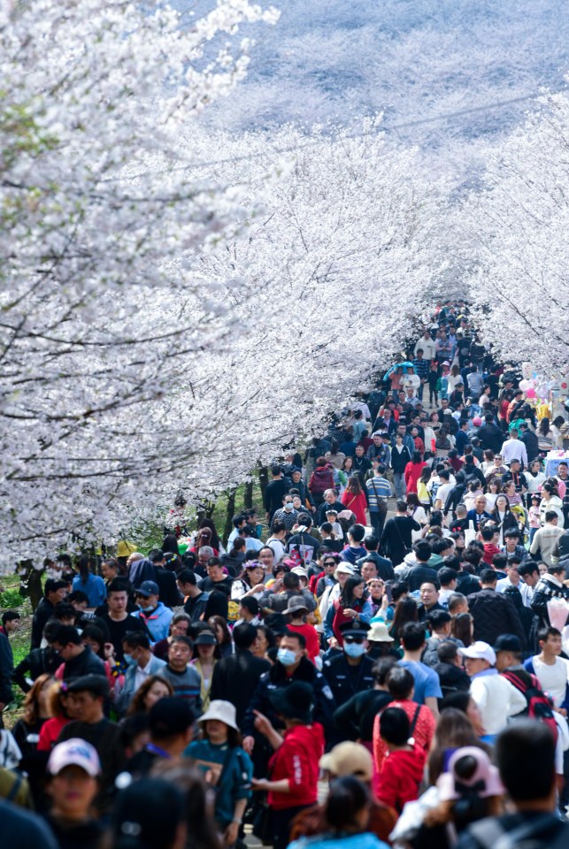 Huge crowds headed to see the annual spectacle in Anshun