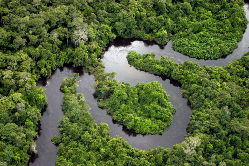 Researchers analysing the abundance of planet-heating gases say the world's largest tropical forest likely pumps out more greenhouse emissions than it absorbs