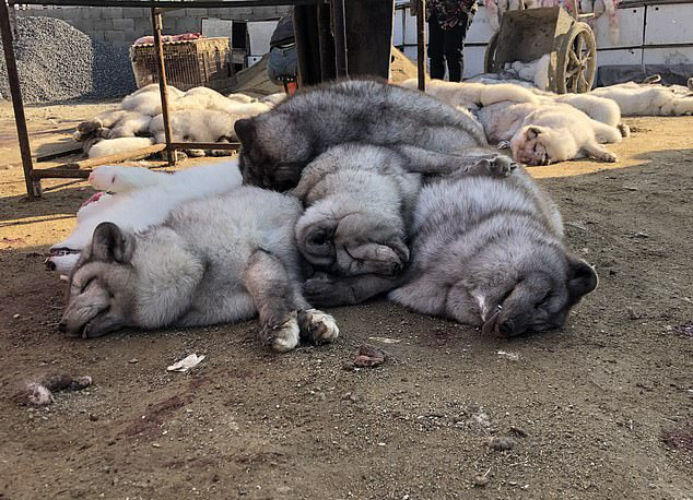 Stacks of dead creatures are left dumped on the floor