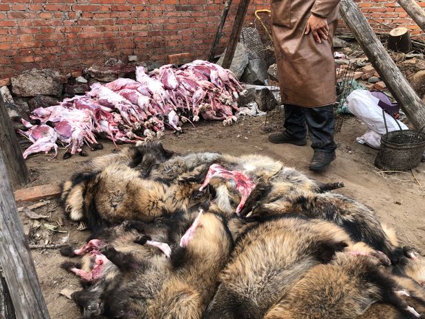 Dead raccoons piled up on top of each other, waiting to be skinned along with a pile which have already been butchered