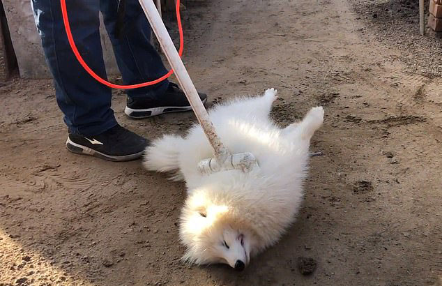 A fox being electrocuted by one of the fur farmers