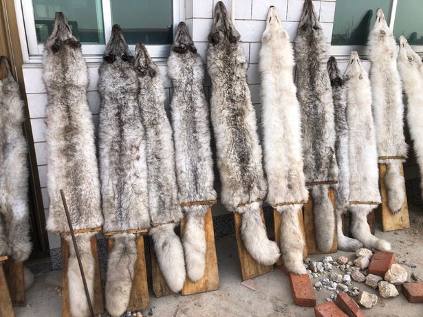 The animals are killed for their fur at the horrific sites