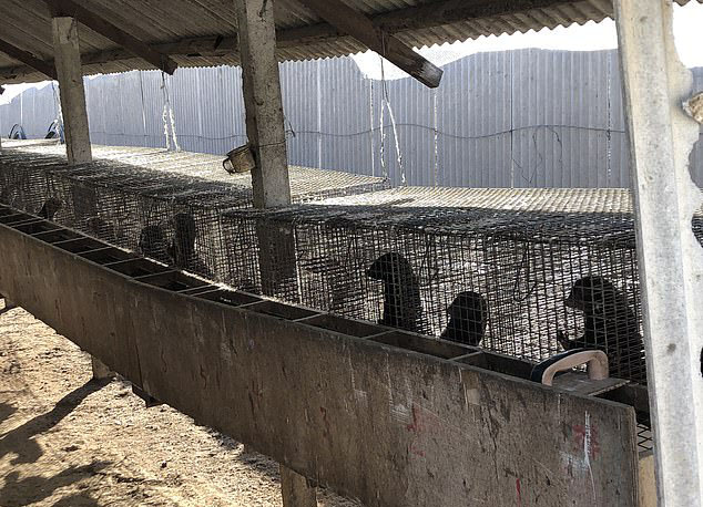 Mink look out from their cages as they wait to be butchered