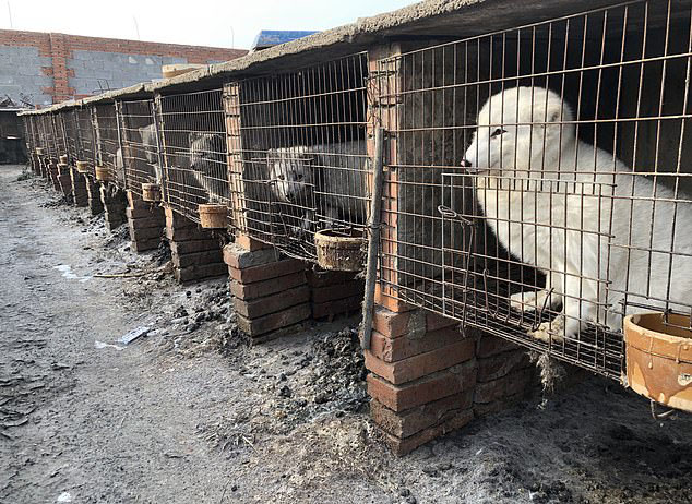 Rows upon rows of foxes waiting to be killed