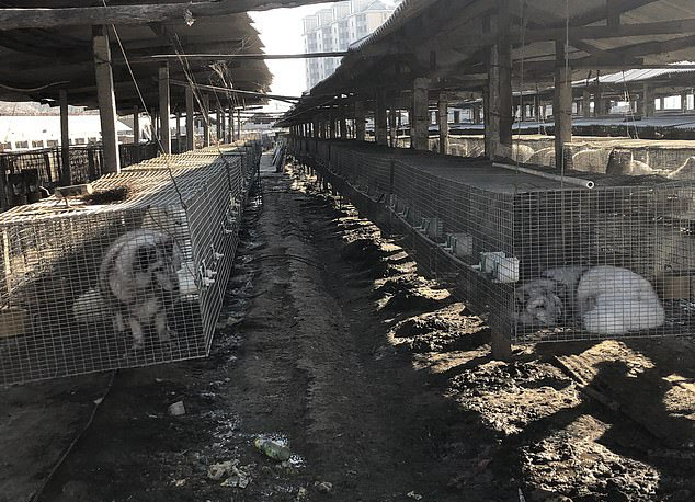 Foxes, raccoons and minks are kept in horrific conditions on Chinese fur farms