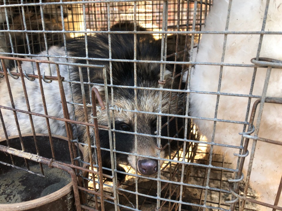 Several animals crammed into cages spend their lives in these conditions