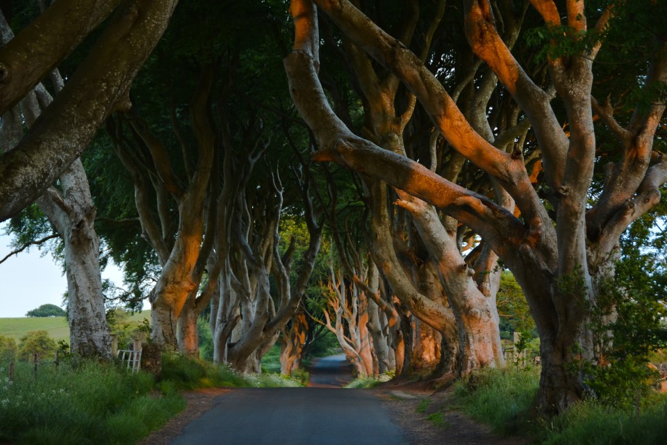 The famous Dark Hedges featured in Game of Thrones