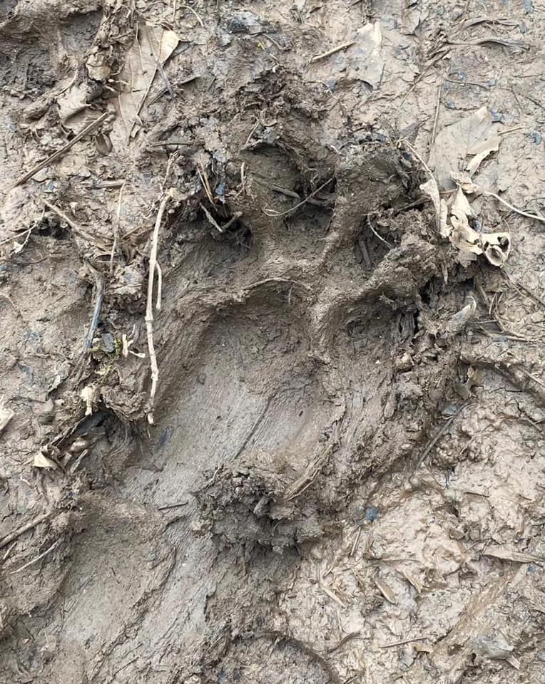 Bosses at Gwrych Castle are worried they could belong to a puma