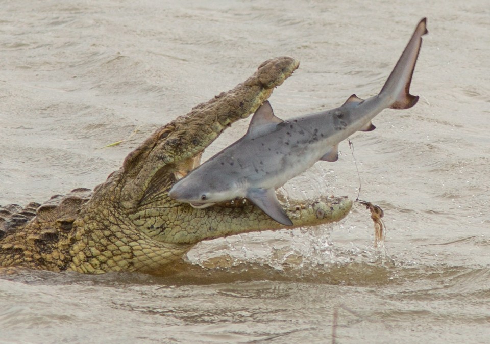 A massive crocodile emerges from the sea off the east coast of Australia to snack on a flapping baby shark