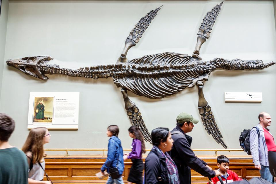 Mary's pliosaur in London's Natural History Museum