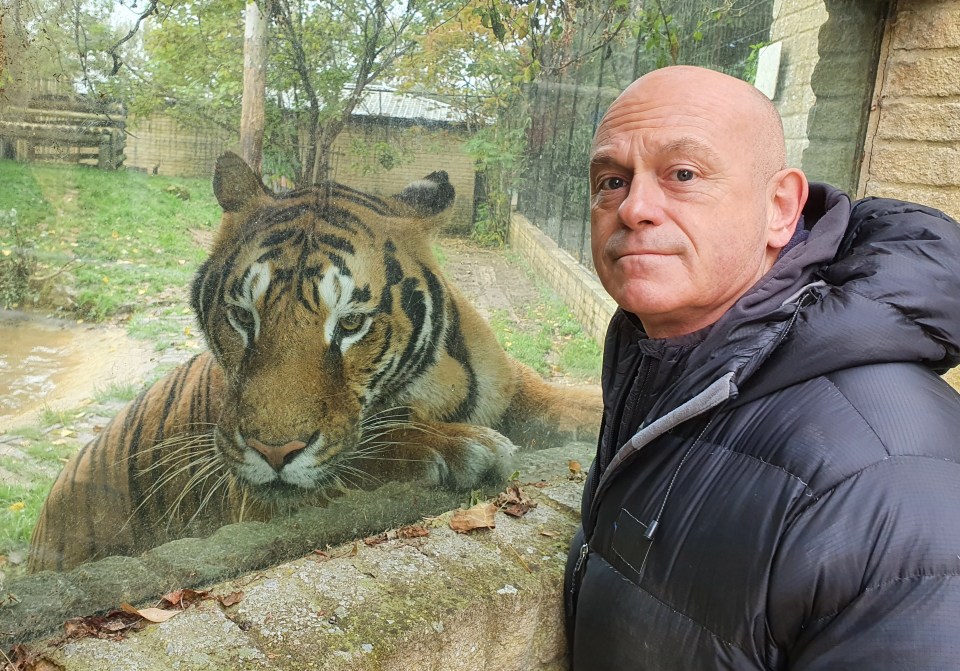 Ross Kemp's new two-part ITV documentary focuses on Britain’s very own tiger and lion kings, as well as keepers of other dangerous wild animals