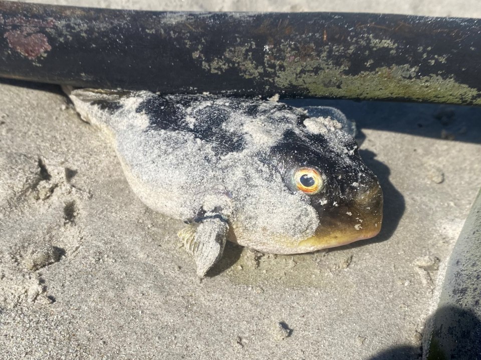 The bizarre looking creatures are lethal evil-eye pufferfish