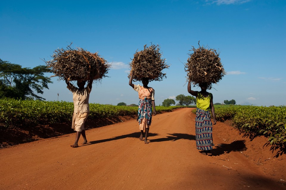 Women on the Lejuri tea estates claim they are sexually assaulted by supervisors