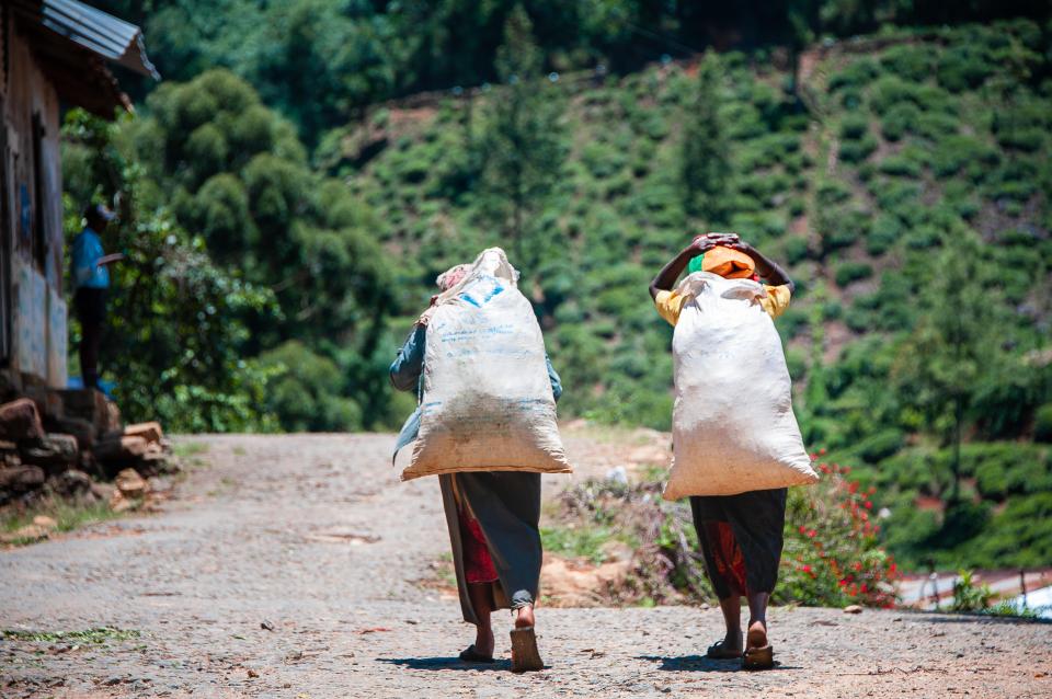 Women carry heavy sacks of tea in Sri Lanka