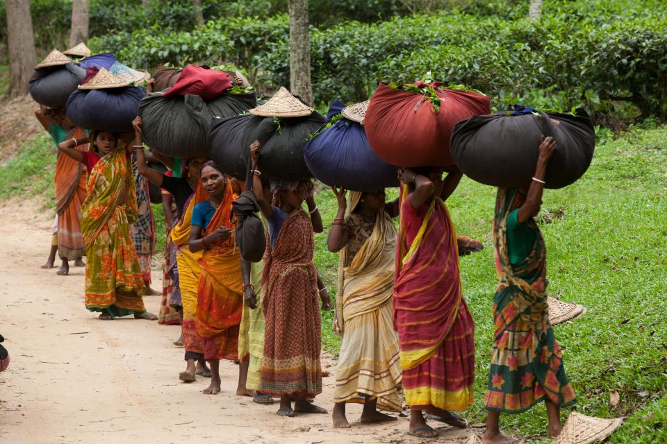 Women carry heavy bundles of tea at the tea garden in Moulvibazar, Bangladesh