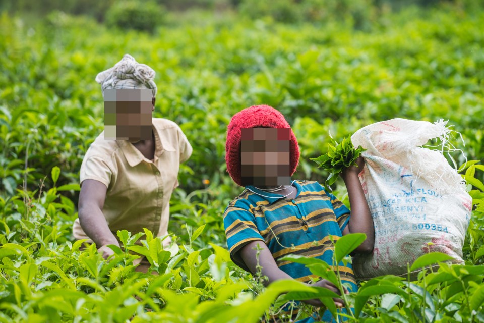 A child picks tea on a plantation in Uganda