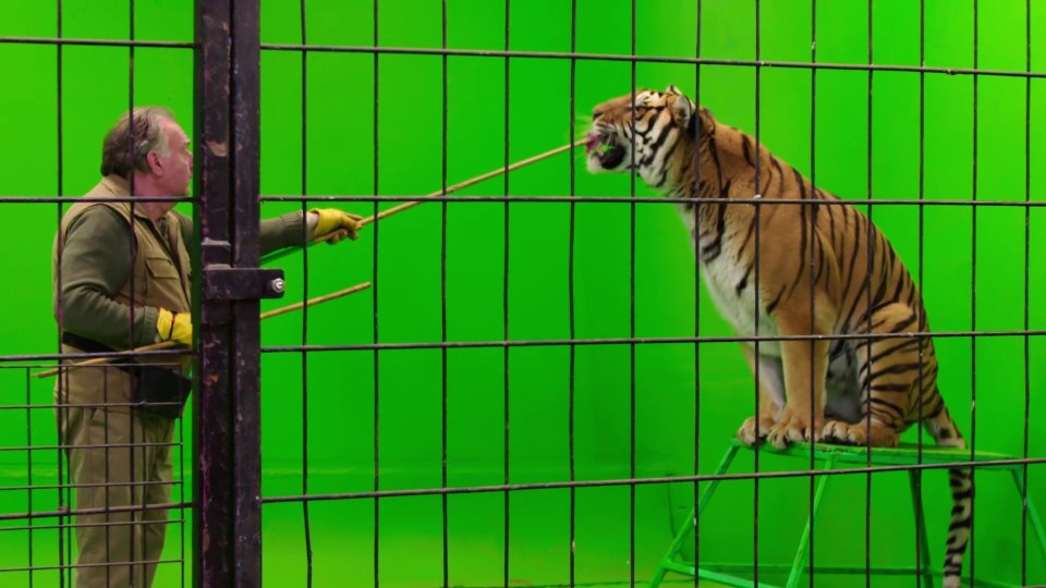 Tiger gets a meaty treat at Jim Clubb's Oxfordshire site