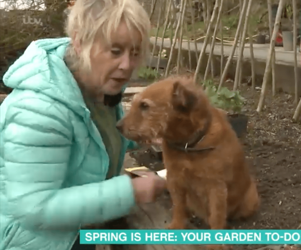 This Morning viewers were left fuming when gardener Carol Klein 'knocked her dog out of the way' today