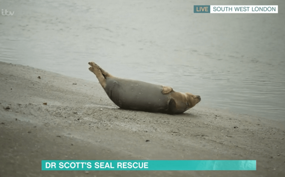 Freddie the seal started urinating live on the show