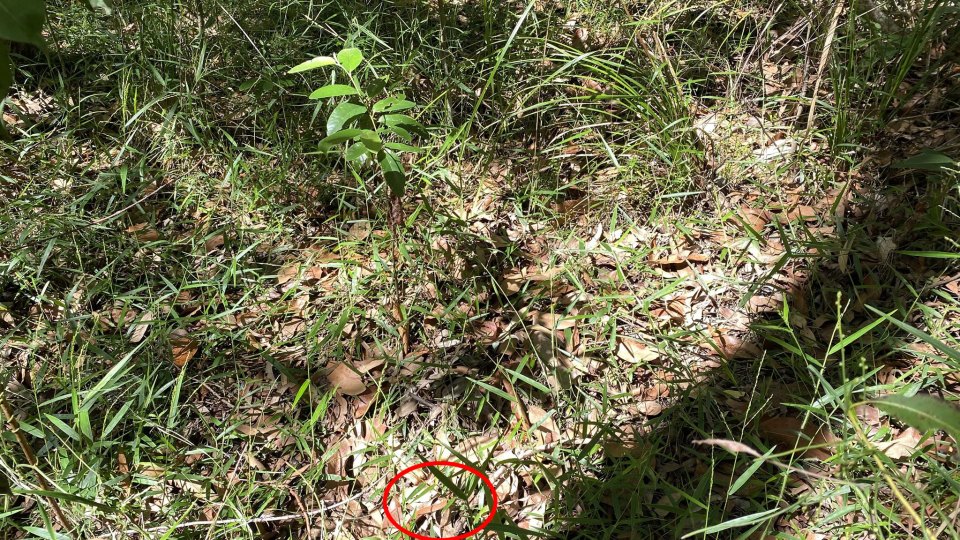 The snake was hiding perfectly in Buderim on the Sunshine Coast in Queensland