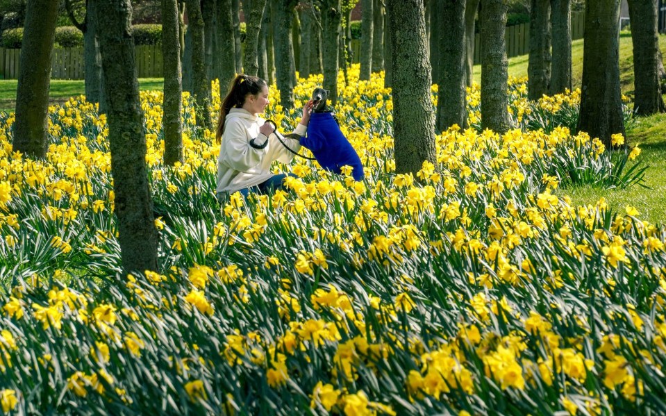 Eve Dawson taking her dog Nell a stroll among daffodils in Whitley Bay, North Tyneside