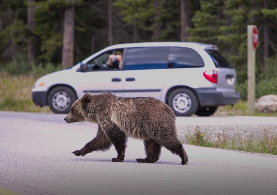 The warming Arctic is leading to grizzly bears retreating to colder areas