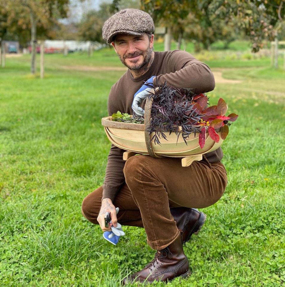 David has embraced country living by farming veg and installing a beehive