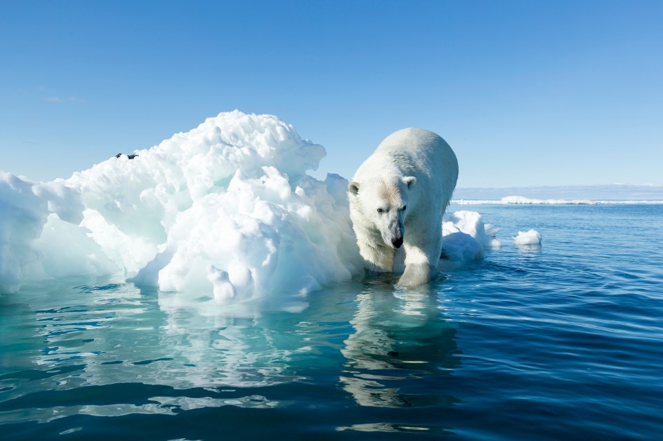 Polar bears rely on sea ice to hunt seals but a lot is disappearing due to climate change