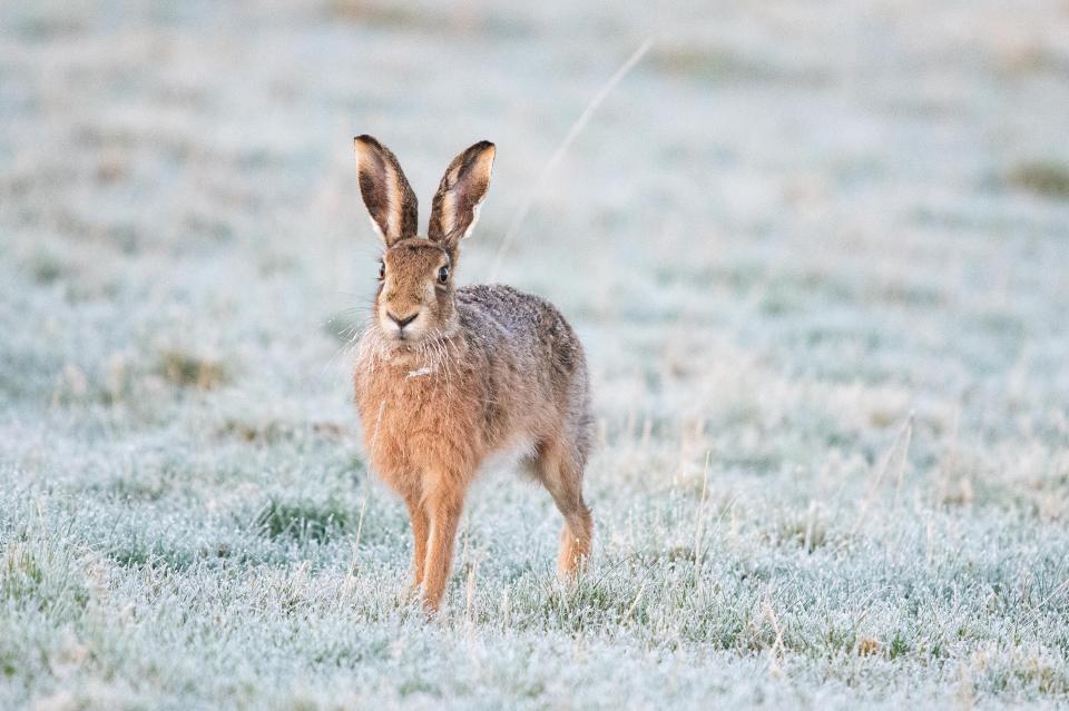 Frost has already gripped Stirling, Scotland, this morning, ahead of a big freeze on Easter Monday