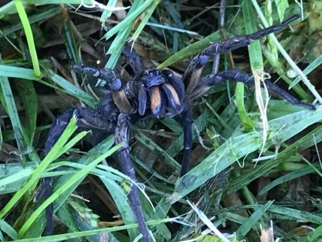 A terrified woman spotted this wolf spider prowling in her garden in Australia