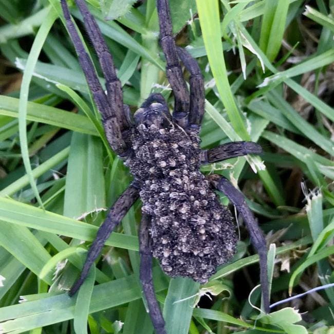 The huge wolf spider had hundreds of babies on its back