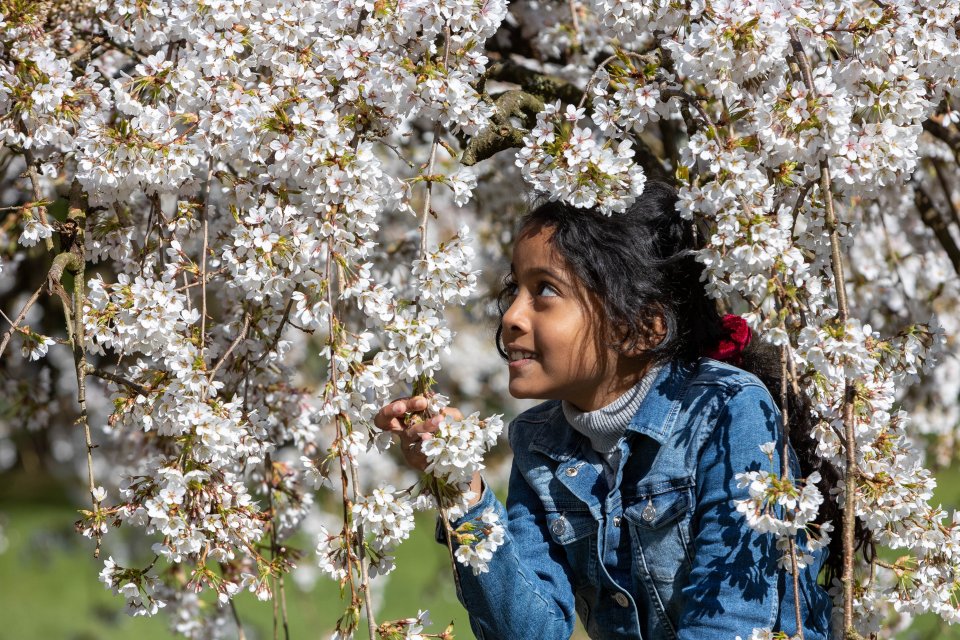 Eight-year-old Hannah in amongst a blooming tree in Birmingham