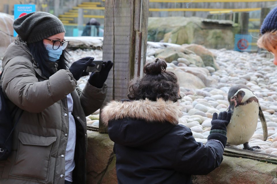 A child plays with an animal at the zoo