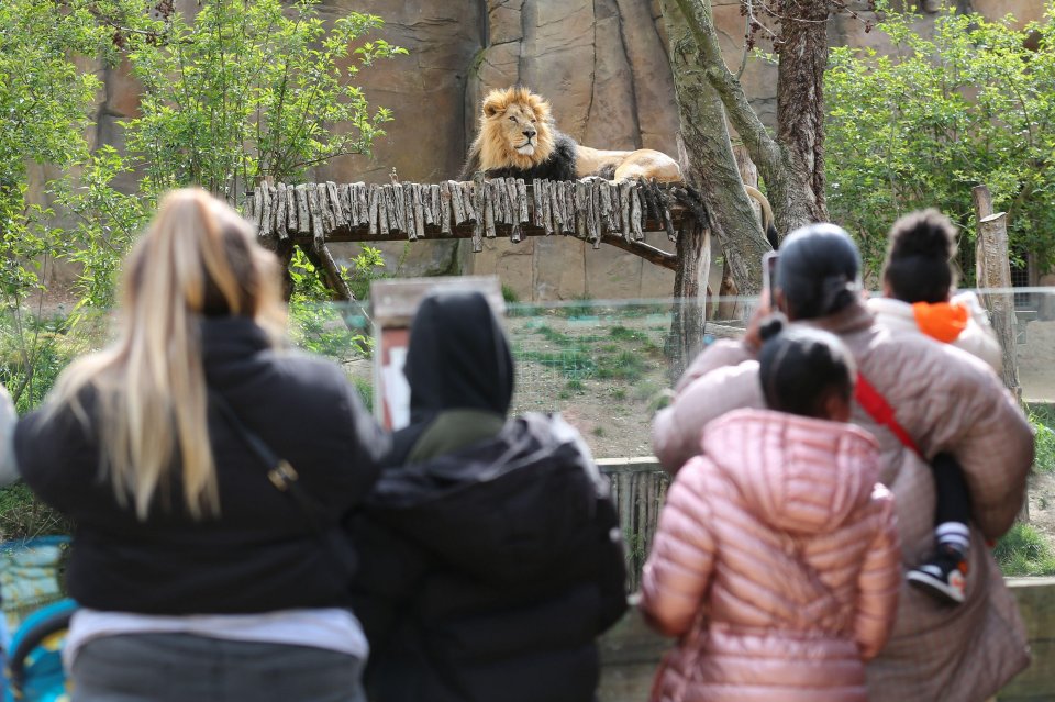 London zoo also reopened following the easing of lockdown restrictions