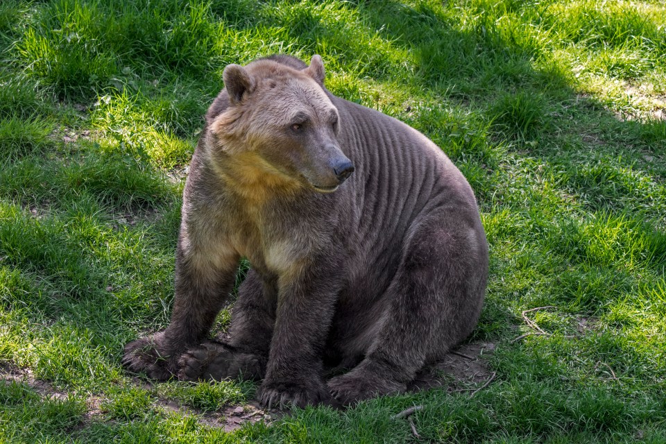 The 'pizzly bear' hybrid is a cross between a polar bear and a grizzly bear