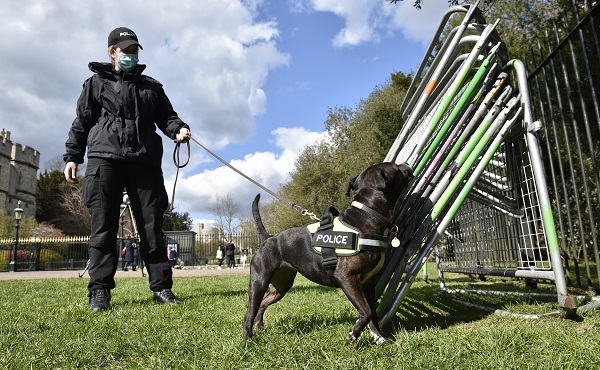 Bins, drains and phone boxes are all being searched by specialist dogs