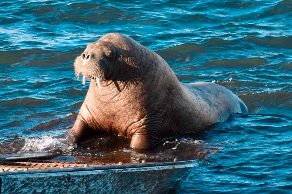 Wally the Walrus has sparked a tourism boom