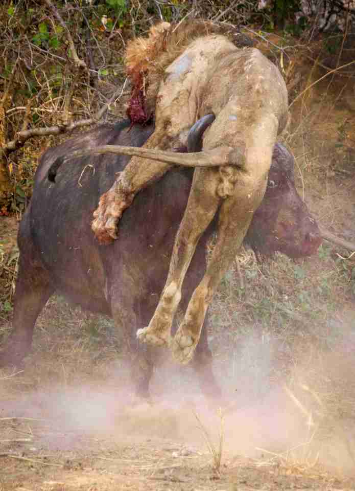 The buffalo speared the lion with its horns during the brutal fight