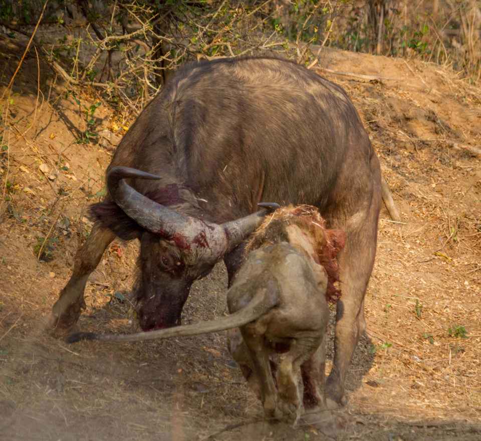 The buffalo retaliates sharply with its "boss" horns