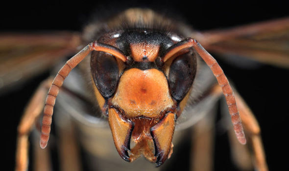 The number of queen hornets found on Jersey has tripled in the past week