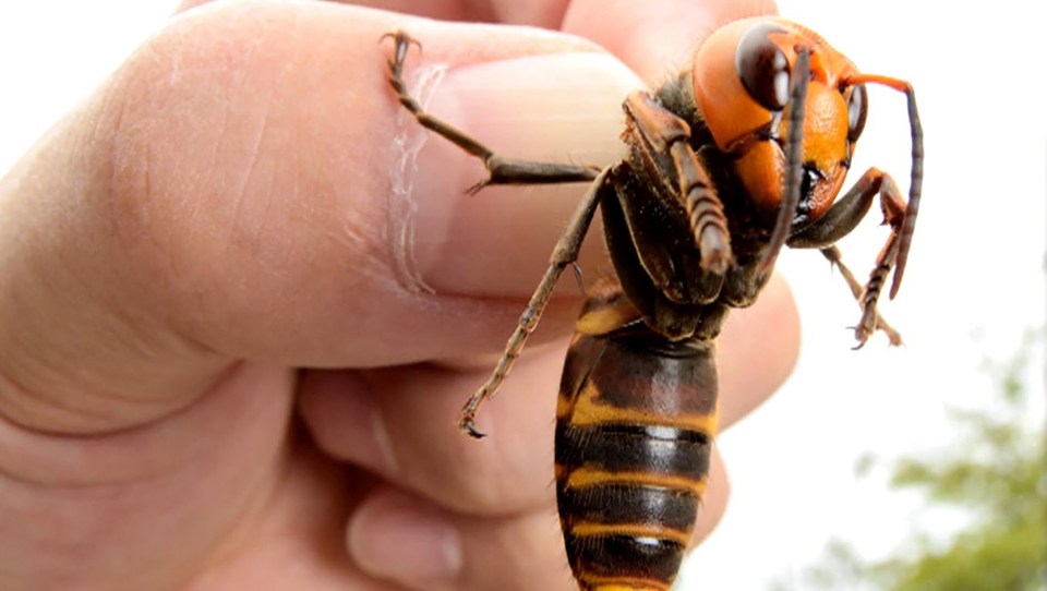 The Asian hornet is similar to the European variety and can grow up to 2 inches long