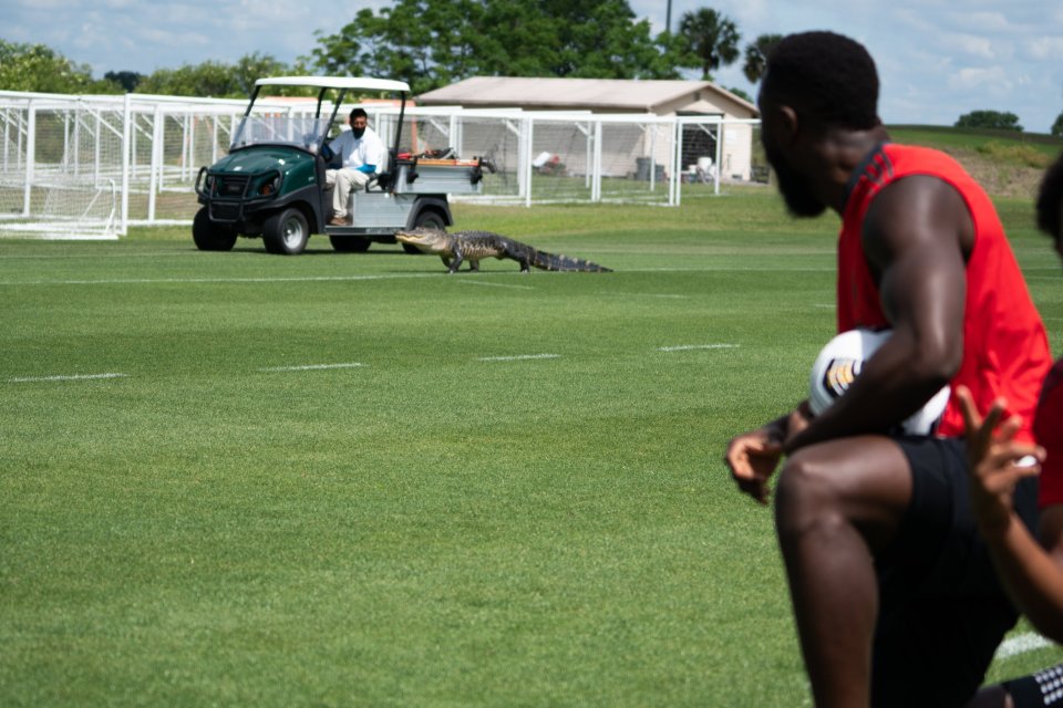 Toronto FC players watched on as training was interrupted by an ALLIGATOR