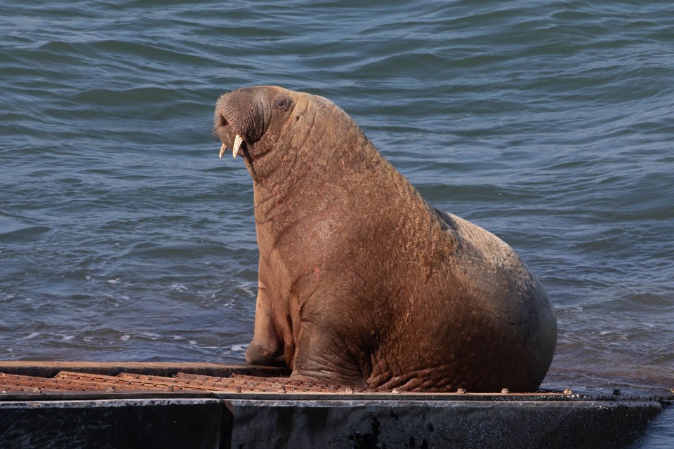 Wally the walrus blocked volunteers on a rescue call-out