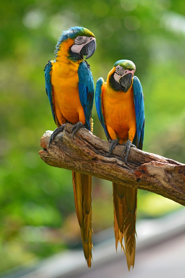 Enjoy the parrots at Loro Parque – one of Europe’s best wildlife parks that now offers exclusive guided tours