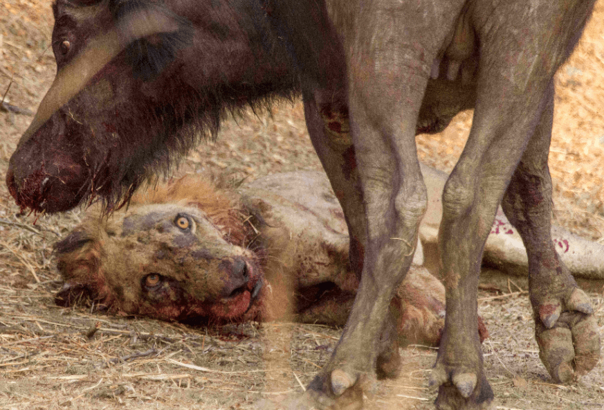 The bloodied lion then lays on the floor in defeat as several buffalo gathered around him