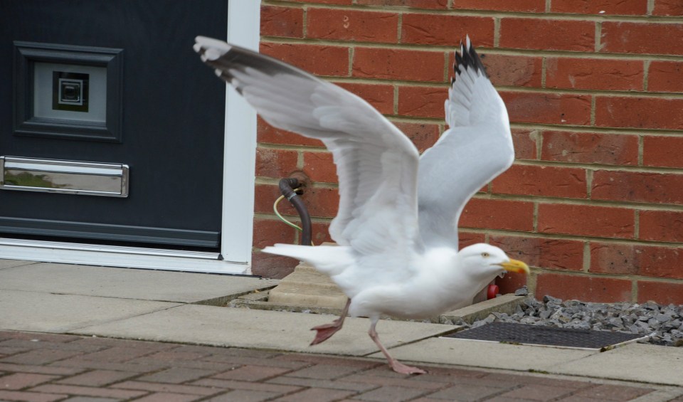 Peter says the bird took a shine to a new £1,200 grey, composite door fitted two weeks ago