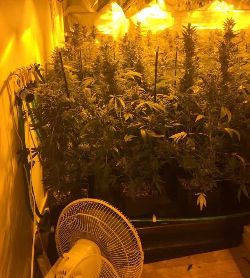 One of the cannabis farms Collins setup in rented houses across Ireland