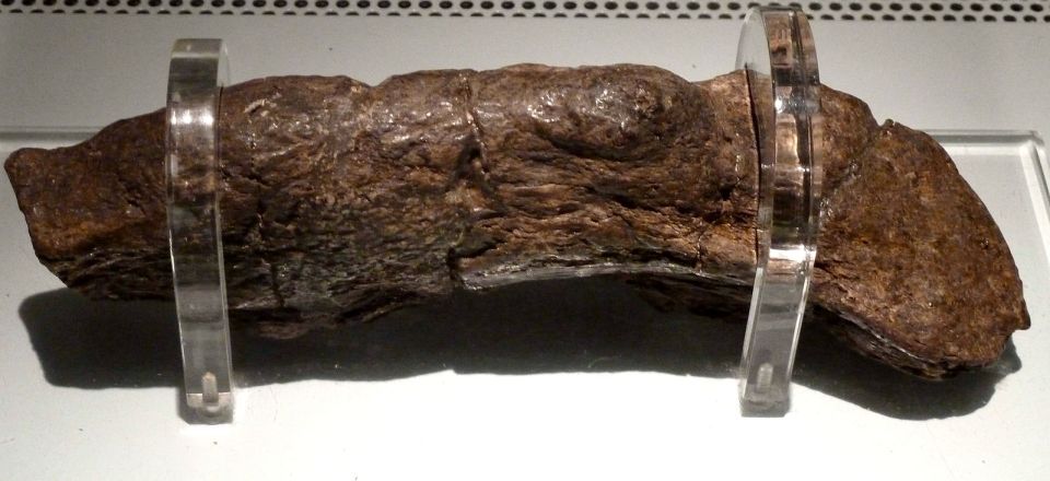 The 1,200-year-old poo in all of its Viking glory